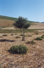 Caper bush and olive tree