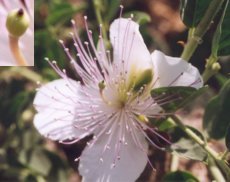 Caper bush flower with caperberry